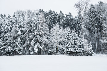 Winter forest landscape