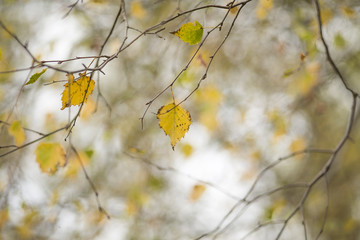 Autumn leaves in woodland