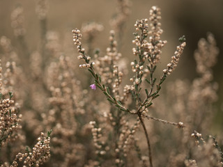 winter heather bush