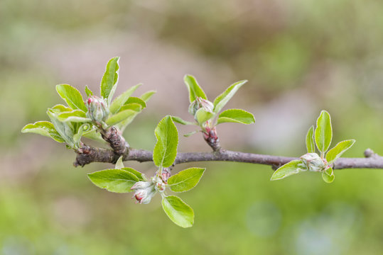 First spring buds on apple tree. 