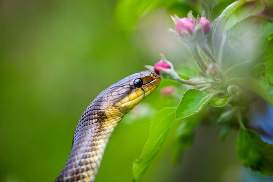 Aesculapian Snake (Elaphe longissima)