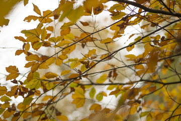 Autumn leaves in woodland