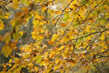 Autumn leaves in woodland