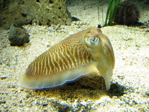 Great Pattern on a Cuttlefish Sitting on the Ocean Bottom