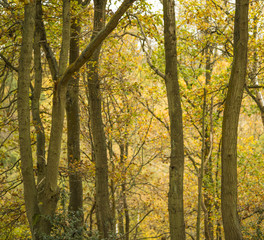 Autumn woodland trees