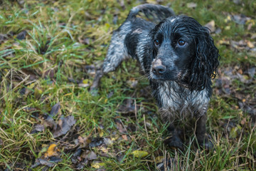 spaniel