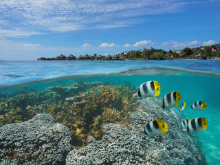 French Polynesia Tahiti island over and under sea surface in the lagoon, coral and tropical fish underwater with a resort on the seashore, Punaauia, Pacific ocean