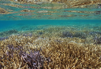 Pacific ocean shallow reef with Acropora staghorn corals under water surface, New Caledonia, Oceania