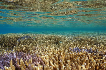 Pacific ocean, healthy coral reef underwater close to water surface, Acropora staghorn corals in the lagoon of Grande terre island in New Caledonia, Oceania
