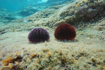 Underwater two sea urchins Sphaerechinus granularis on a rock, Mediterranean sea, Cap de Creus, Costa Brava, Catalonia, Spain