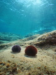 Naklejka na ściany i meble Sea urchins underwater on a rocky seabed with sunlight through water surface, Mediterranean sea, Cap de Creus, Costa Brava, Catalonia, Spain