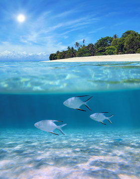 Above and below sea surface near tropical island beach with Palometa fish underwater swimming over sandy seabed, Caribbean, Panama