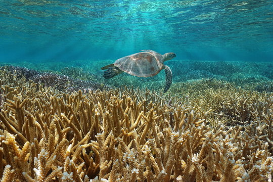 Coral reef underwater with a green sea turtle swims between water surface and corals, Pacific ocean, New Caledonia, Oceania