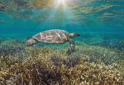 Underwater a green sea turtle over a pristine coral reef with sunlight through water surface, Pacific ocean, New Caledonia, Oceania