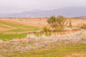 Campos invierno Guadalajara