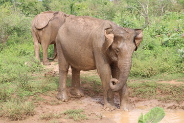 Fototapeta premium Elefant Uda Walawe Nationalpark Sri Lanka