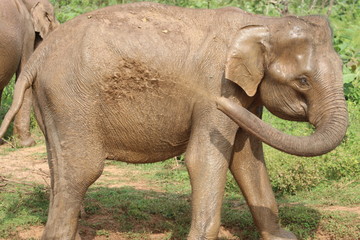Elefant Uda Walawe Nationalpark Sri Lanka