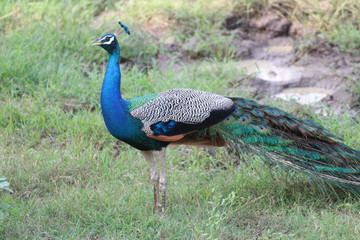 Obraz premium Pfau Uda Walawe Nationalpark Sri Lanka