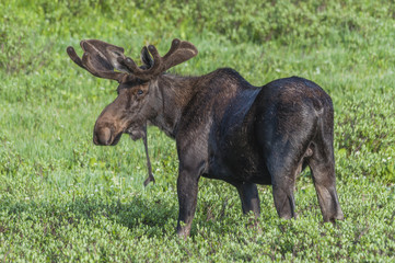 Fototapeta premium Colorado Moose