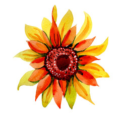Wildflower sunflower flower in a watercolor style isolated. Full name of the plant: sunflower. Aquarelle wild flower for background, texture, wrapper pattern, frame or border.