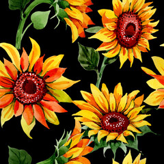 Wildflower sunflower flower pattern in a watercolor style. Full name of the plant: sunflower. Aquarelle wild flower for background, texture, wrapper pattern, frame or border.