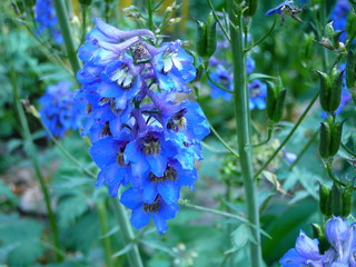 forget me not