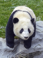 Giant Panda near Chengdu, Sichuan Province, China