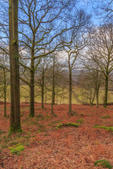 Fototapeta premium Winter Woodland