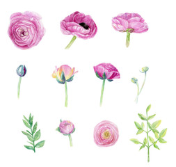 Ranunculus handpainted watercolor clip art floral illustration wedding set flower spring beautiful holiday invitation 