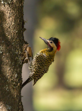 Presumiendo colores. P&aacute;jaro Carpintero Real