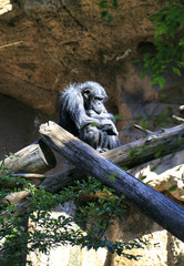 Chimp sleeping in a tree