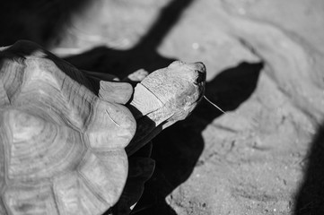 Very big turtle in a zoo