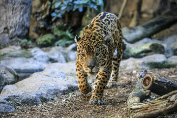 Female leopard in a zoo