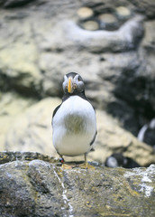 Group of penguins in a zoo
