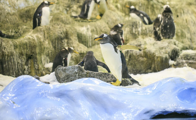 Group of penguins in a zoo