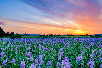 Champ de fleurs d'iris . Lever de soleil. Provence, France. - 186466420