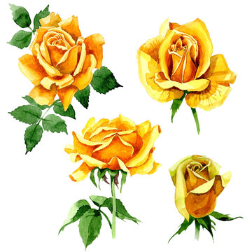 Wildflower rose flower in a watercolor style isolated. Full name of the plant: yellow rose. Aquarelle wild flower for background, texture, wrapper pattern, frame or border.