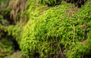 Moss in forrest on stone close macro shot of vivid nature green of a healthy plant