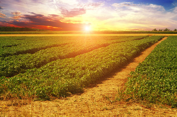 A basil field against night sky with a sunset