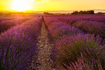 Fototapeta na wymiar Champ de lavande en fleurs. Coucher de soleil. Provence, France.