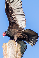 Turkey vulture (Cathartes aura) on a pole near Playa Giron village, Cuba