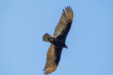 Turkey vulture (Cathartes aura) near Playa Giron village, Cuba