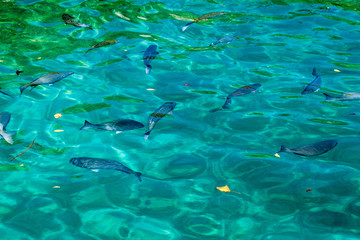 Fish at a coast of Pay of Pigs near Playa Giron village, Cuba
