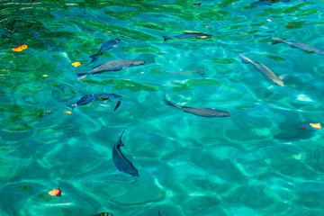 Fototapeta premium Fish at a coast of Pay of Pigs near Playa Giron village, Cuba