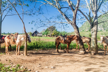 Several horses wait for a tour group in Vinales valley, Cuba