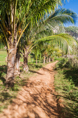 Fototapeta na wymiar Small road with palms near Vinales, Cuba