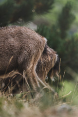 Derrière de bouquetin 