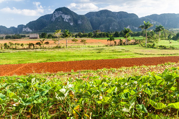 Fototapeta na wymiar Agricultural landscape near Vinales, Cuba