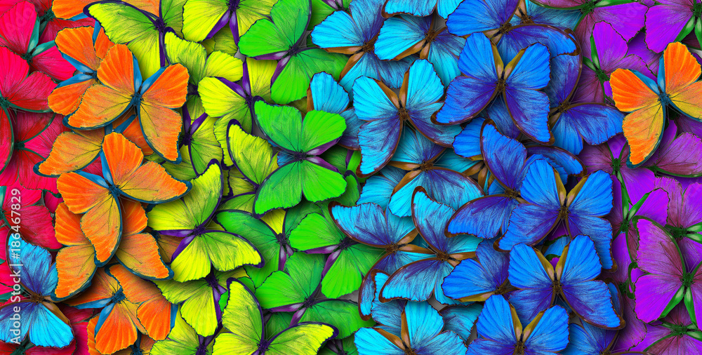 Poster colors of rainbow. pattern of multicolored butterflies morpho, texture background.