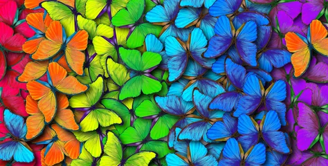 Fototapeten Farben des Regenbogens. Muster aus mehrfarbigen Schmetterlingen Morpho, Texturhintergrund. © Oleksii